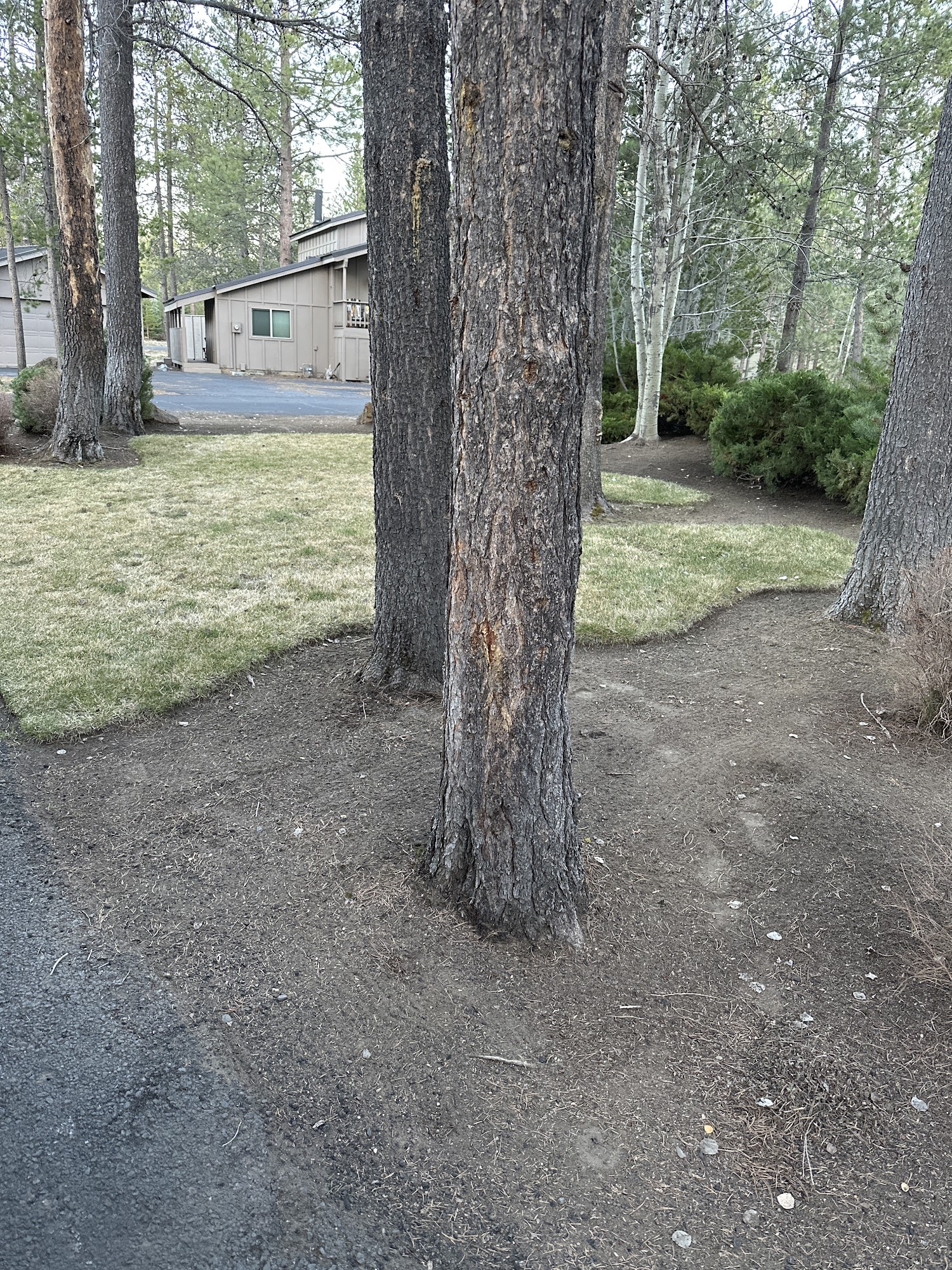 Affordable Yard Care