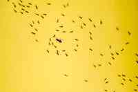 Ask the Bug Man Pest Management Services