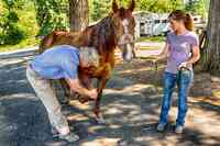 Del Oeste Equine Hospital LLC