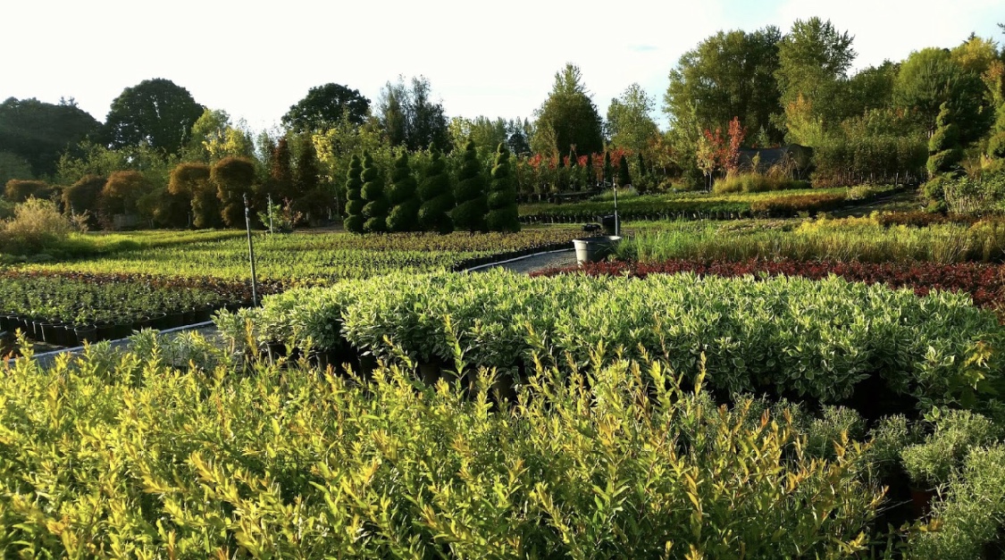 Ten Oaks Nursery. 11743 S Barnards Rd, Molalla