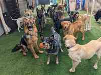 Safe & Hound Doggy Daycare West Linn