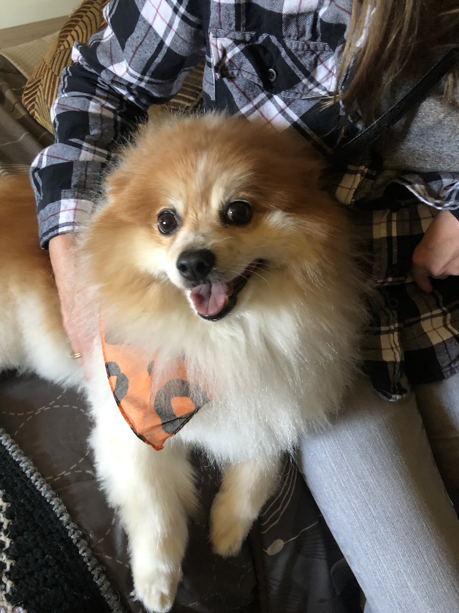 Candy's Critter Cuts Bangor