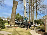 Boot Road Tree Services