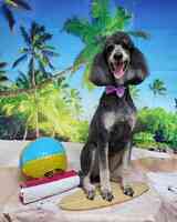 The Lucky Dog Grooming Company