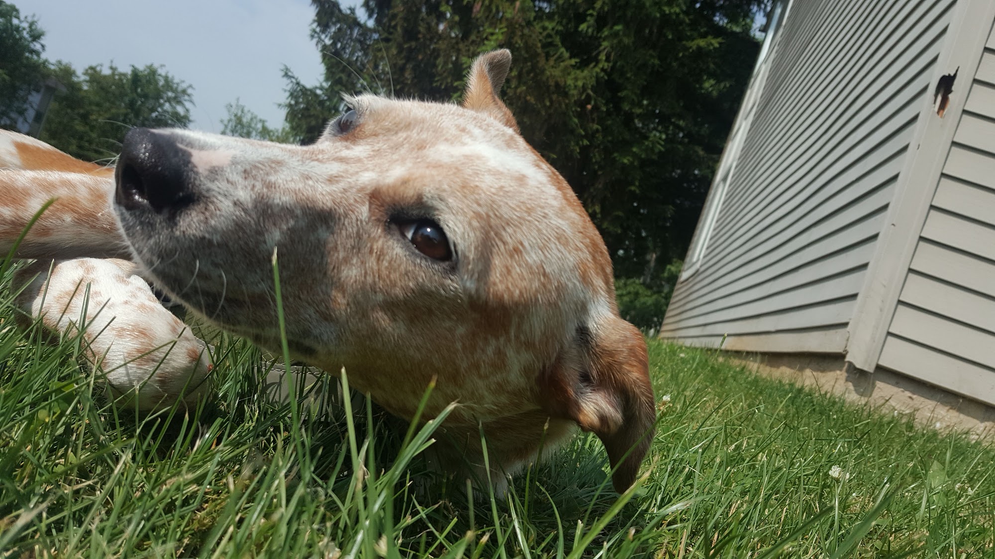 Brandy Lane Kennels Mechanicsburg