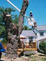 Flores Tree Service & Landscaping Inc.