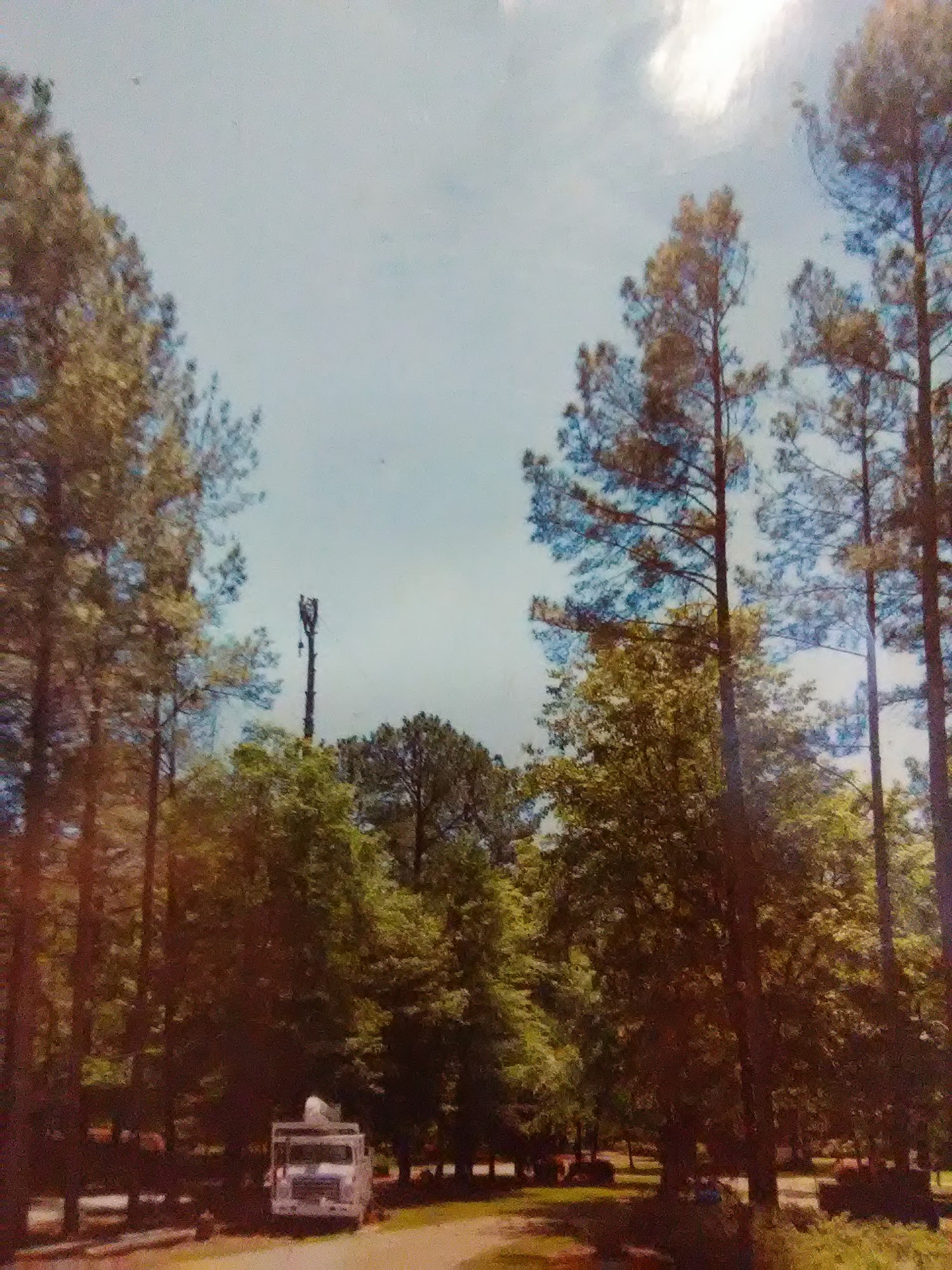 Tw’s Tree & Climbing 277 Haddon Rd, Donalds South Carolina 29638