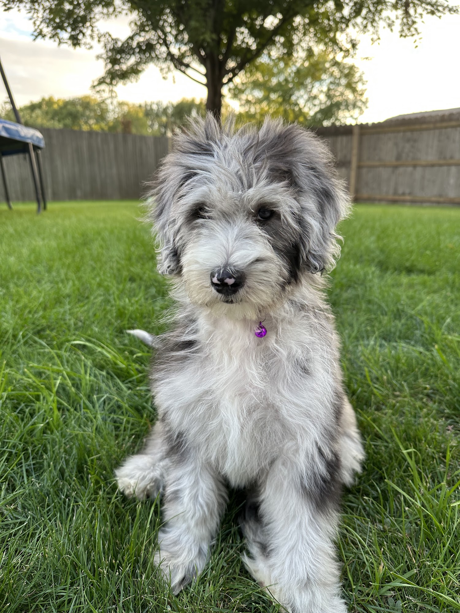 Paws Corner Brookings