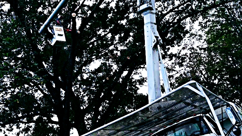 Dillard Tree Service