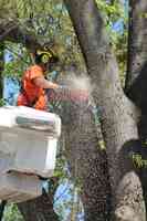 Davis Brothers Tree Care Inc