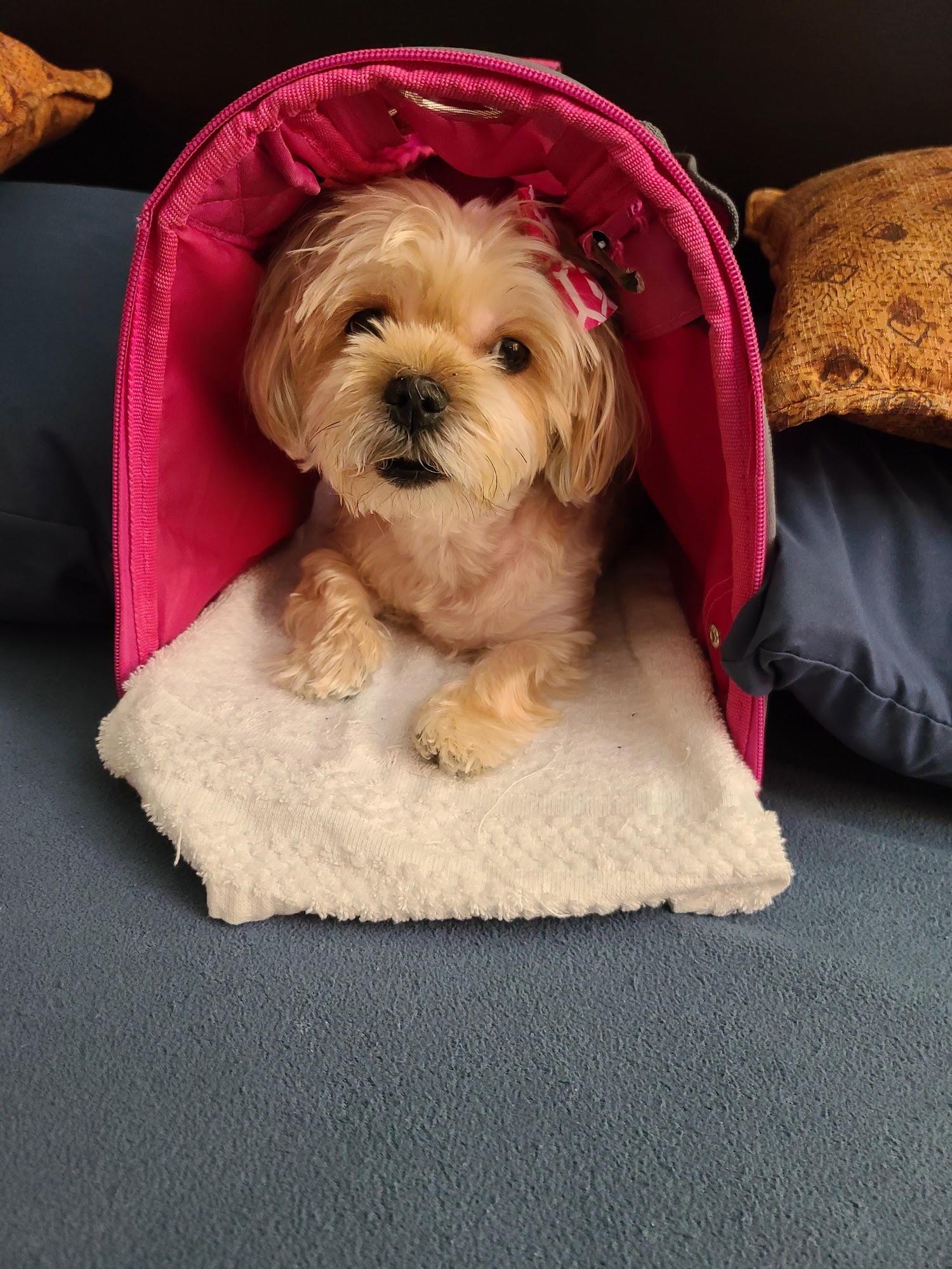 Parkway Animal Hospital: Bartley Scott DVM Sevierville