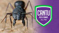 Cantu Pest & Termite