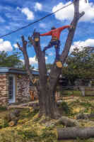 Shamblin's Tree Service - Tree & Stump Removal, Cutting, & Trimming