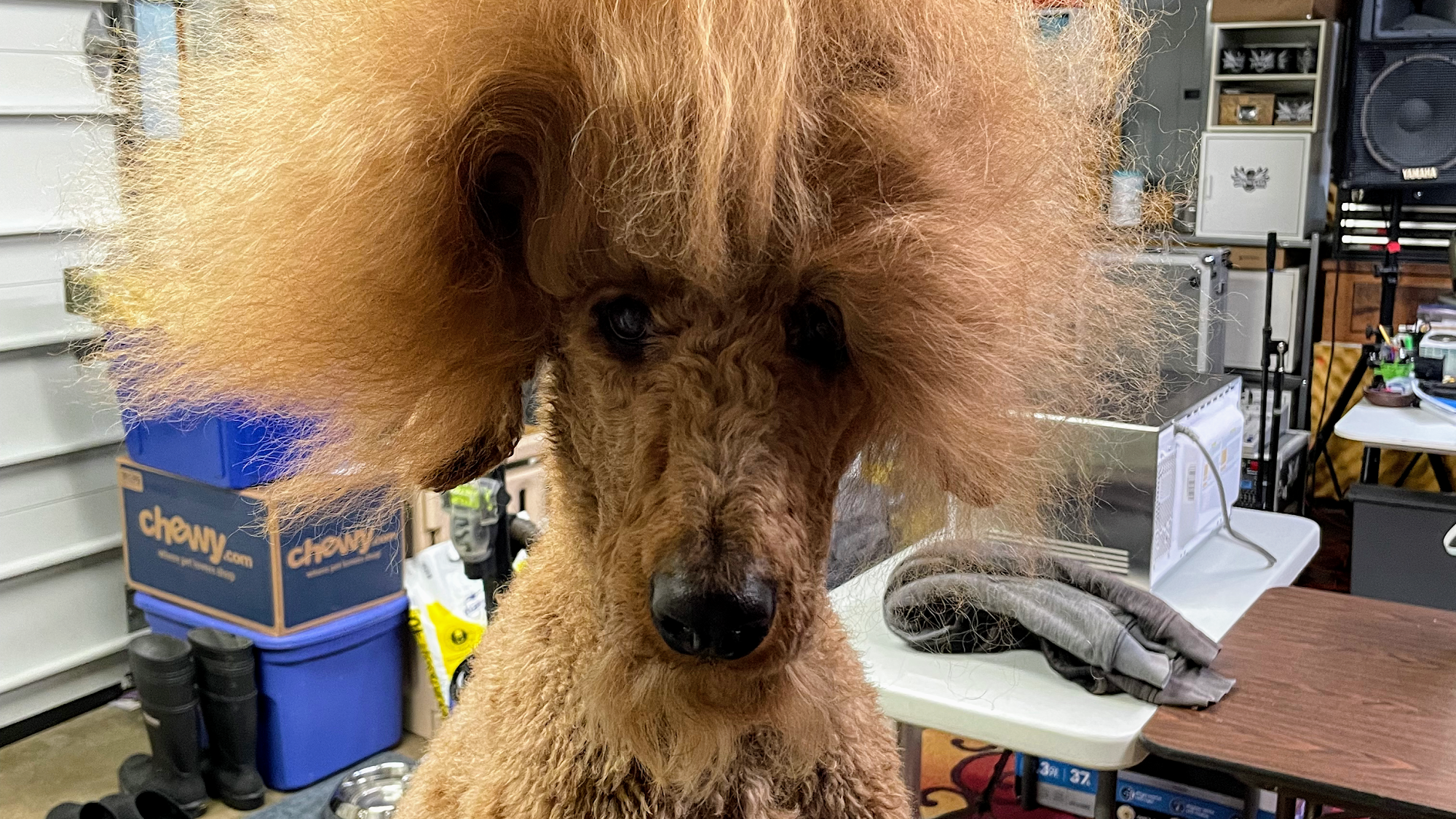 ZJH Grooming Cedar Park