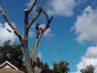 C.I.R Tree Service