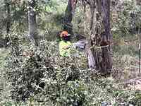 Hunts Tree Service