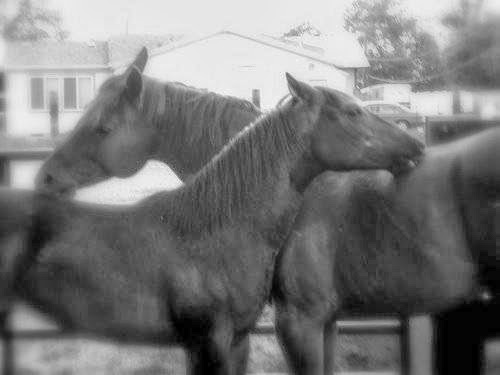 South Central Equine Crematory 28232 Farm to Market 2920, Waller Texas 77484