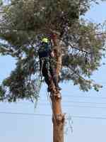 Arbor Pro Tree Service
