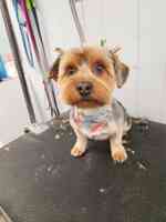 Jamie's Doggie Divas