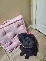 V Dawg's Pet Grooming