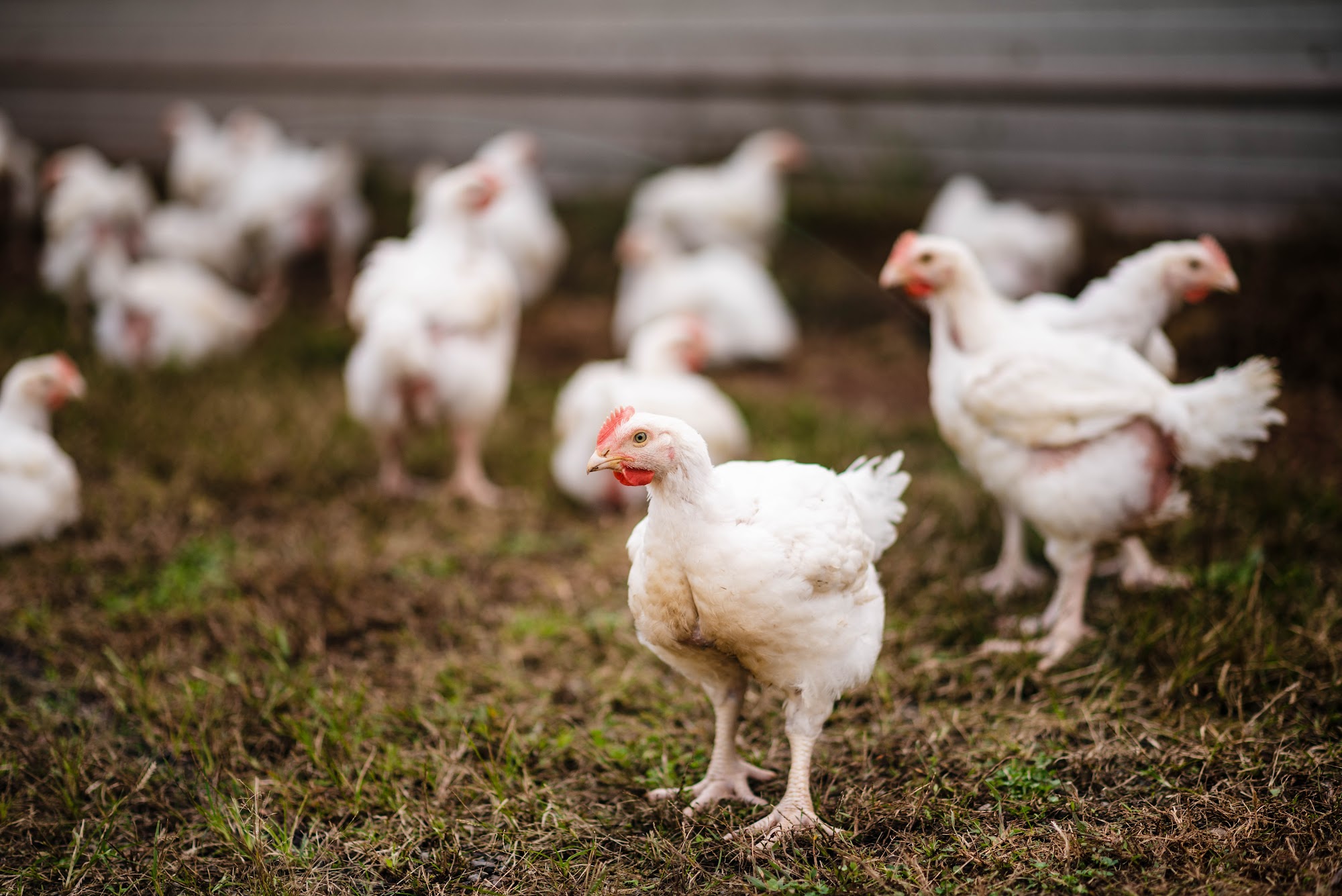 SHENANDOAH VALLEY ORGANIC - FARMER FOCUS - Harrisonburg VA - Hours - Shenandoah Valley Organic - Farmer Focus