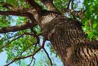 Reston Tree Experts