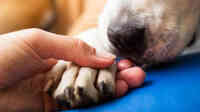 Morganna Animal Clinic & Boarding Kennel