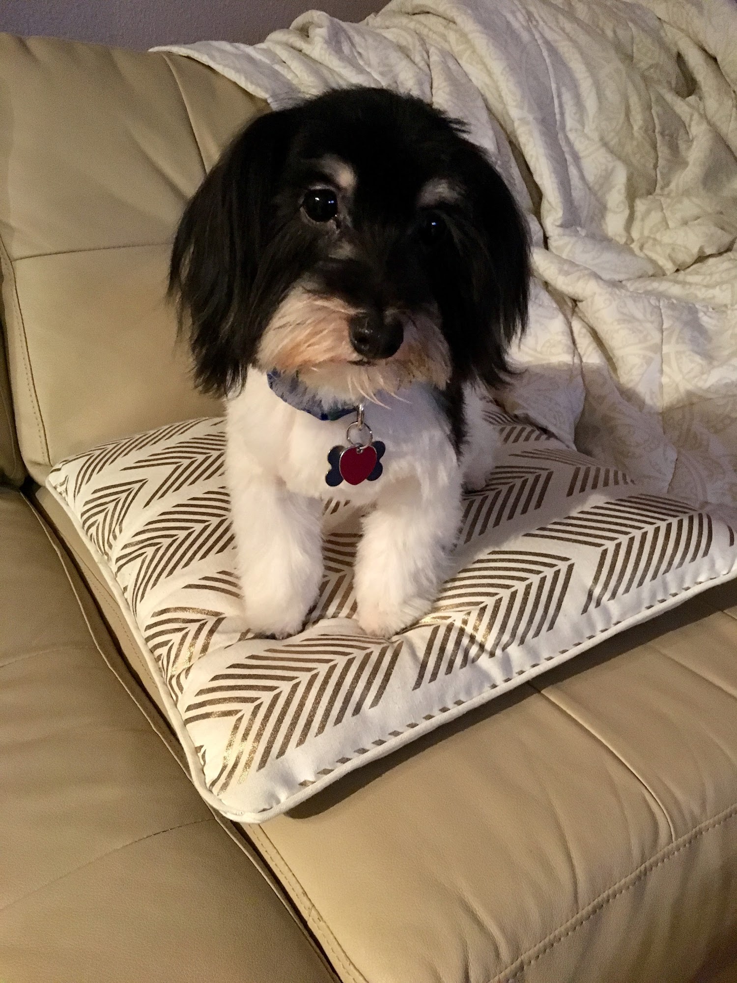 PERSONAL TOUCH PET GROOMING Bothell WA Hours, Directions, Reviews