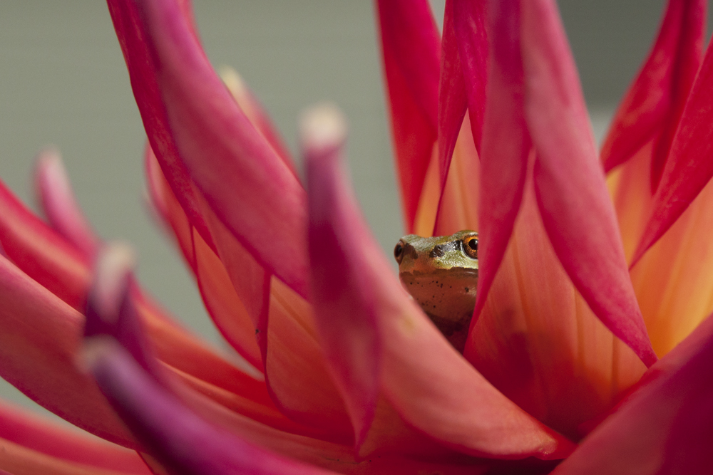 Health In Action Chiropractic