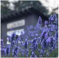 Lavender Beads