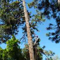 Professional Tree Care NW