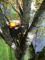 Timm's Tree Care, LLC