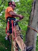 Webster's Tree Service