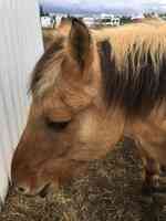 Free Rein Therapeutic Riding