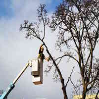 Arborscape Tree Care