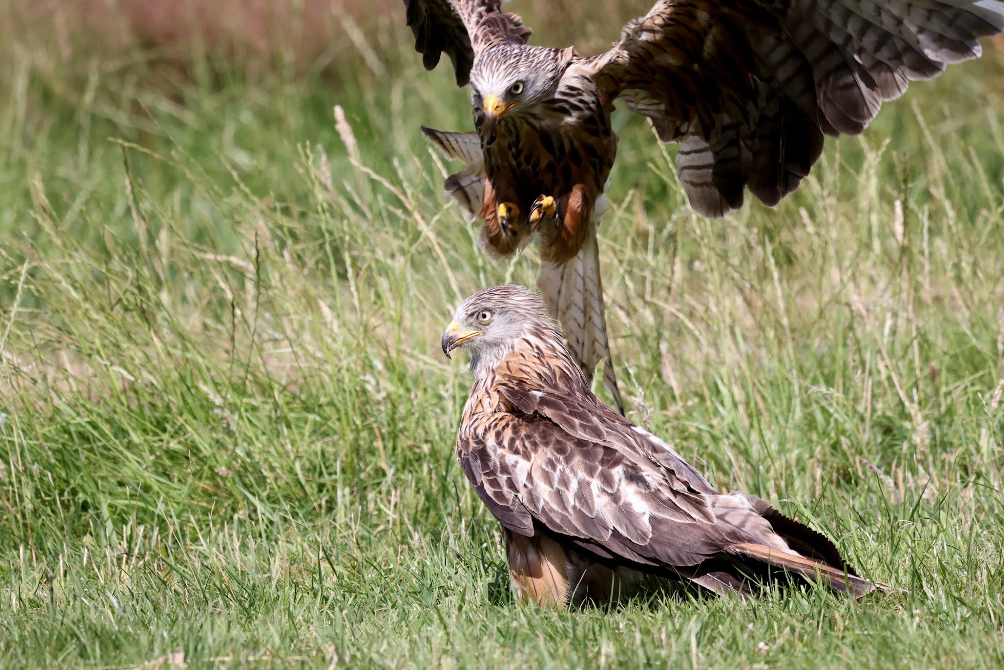 Red Kite Feeding Station