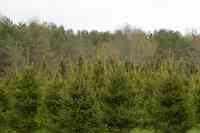 Pines On Paddock Tree Nursery & Transplant Service