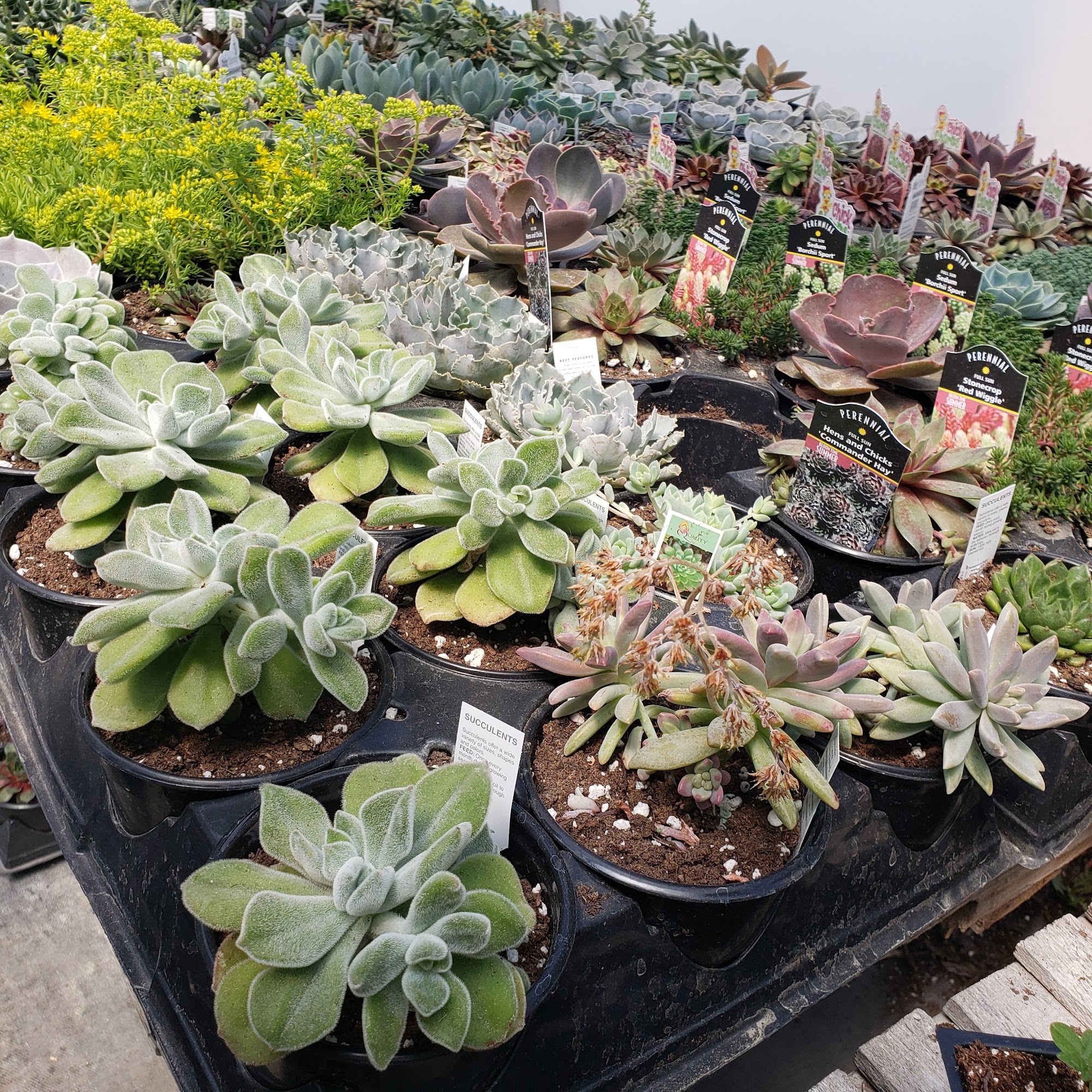 SUGAR & SPICE GREENHOUSE AND GARDEN CENTER, LLC Fennimore WI Hours